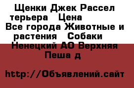 Щенки Джек Рассел терьера › Цена ­ 20 000 - Все города Животные и растения » Собаки   . Ненецкий АО,Верхняя Пеша д.